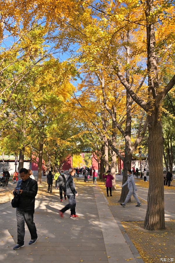 北京金秋的華彩樂章地壇公園銀杏大道