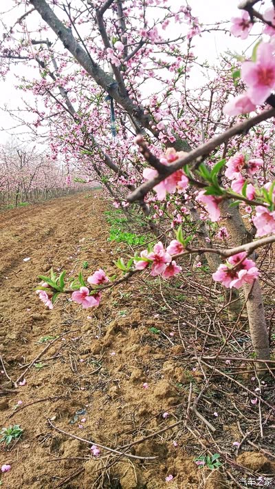 【三生三世 十里桃花】GL带你看桃园