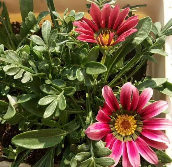 非洲小雏菊开的真不错,花色挺特别.