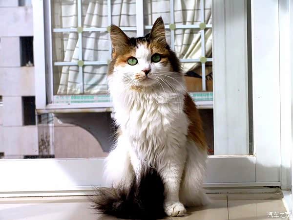 我喜欢杂毛猫.看我家这只