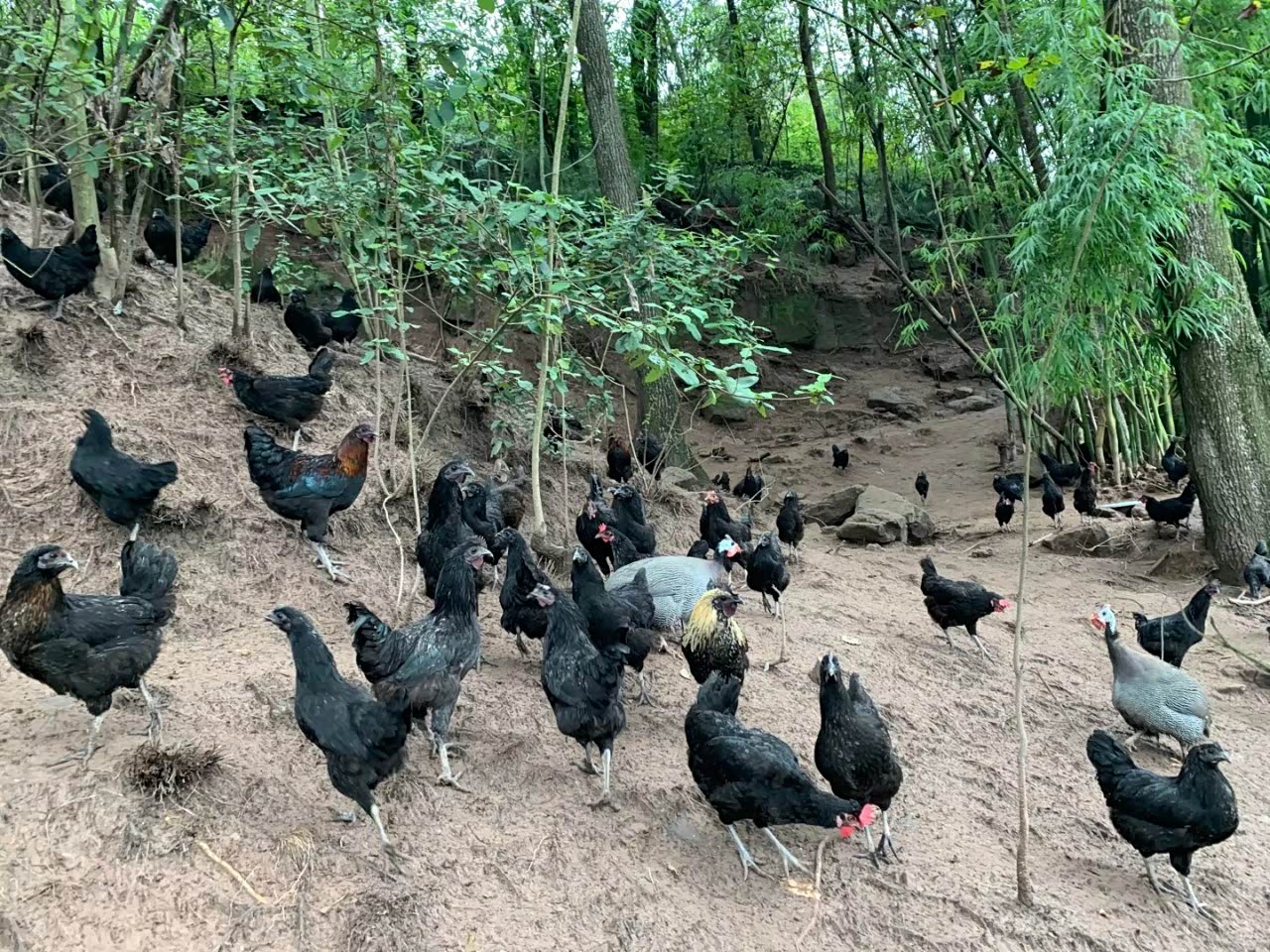 家乡的黑鸡,地地道道的土鸡喔