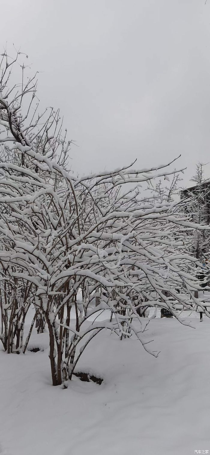 新秦plus迎春雪