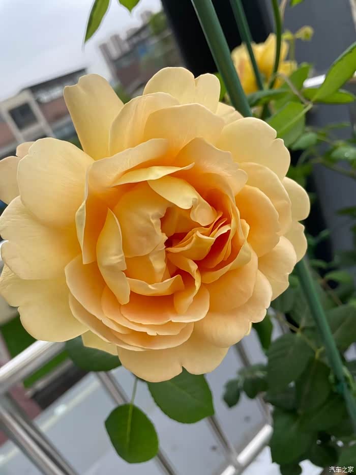 与玛奇朵一起去寻找文艺气息