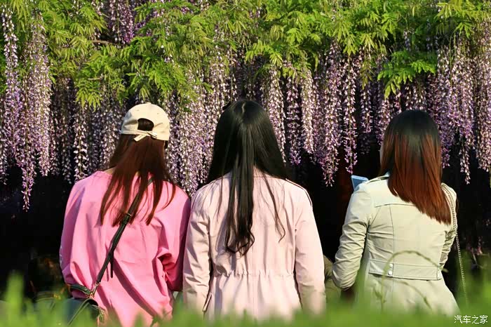 都说人面桃花相映红,这几位美女的背影在紫藤花的映衬下到也别具一番