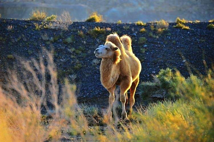 骆驼很美光影里的骆驼更美