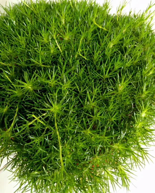 苔藓养不好换爱尔兰苔草剪一剪叶子疯长