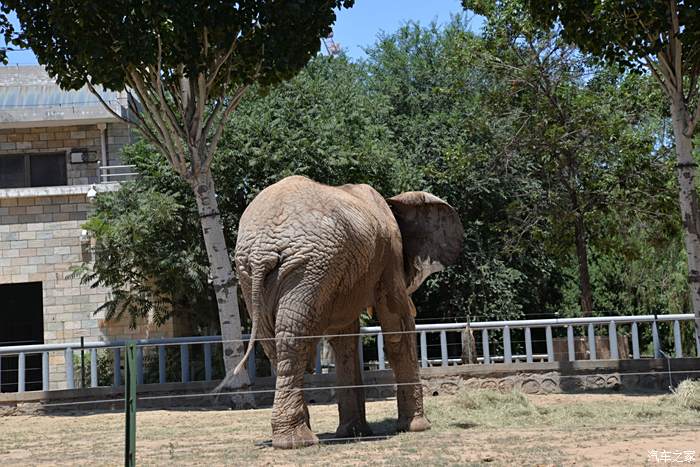 臨耳順之年童心依舊石家莊動物園一日遊