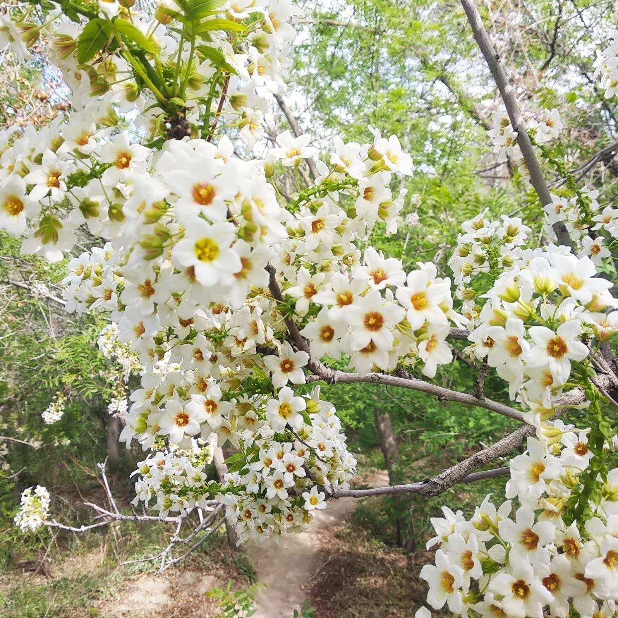 岭上遍植的文冠树,每年春夏交接时节,这里便成了花海.