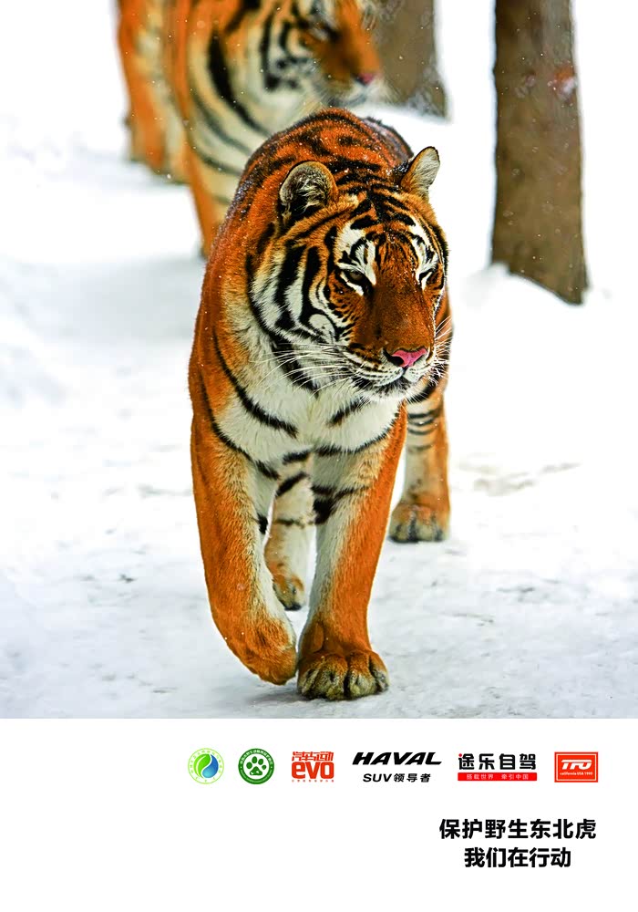 一往无前虎山行--记我与哈弗车队在吉林珲春的