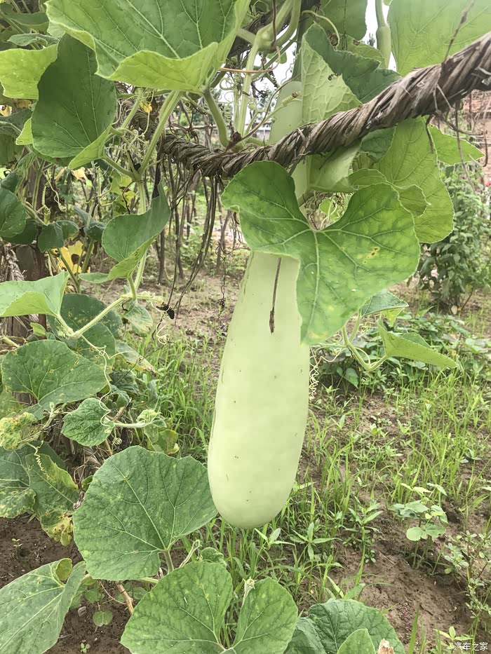 城市套路深 开着探岳回农村