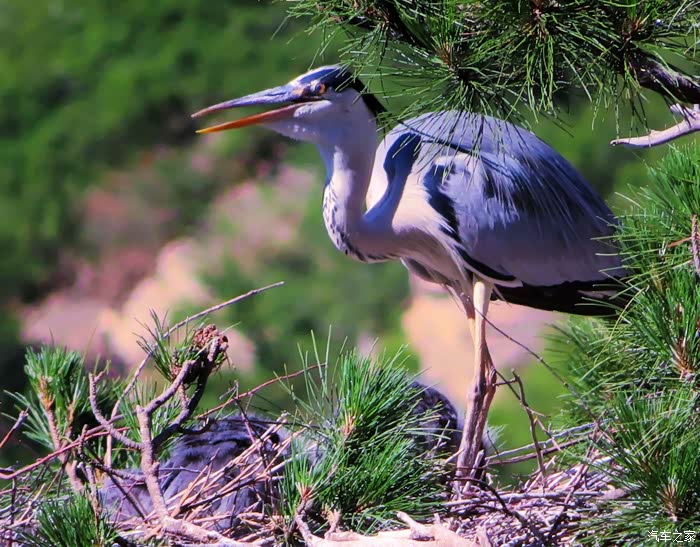 苍鹭峰景区拍苍鹭