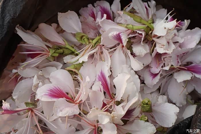 吃花的季节到了,开着天逸来参加白花节!