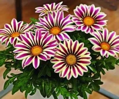 非洲小雏菊开的真不错,花色挺特别.