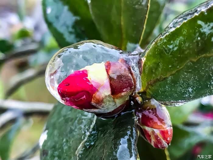 冰与花的完美结合