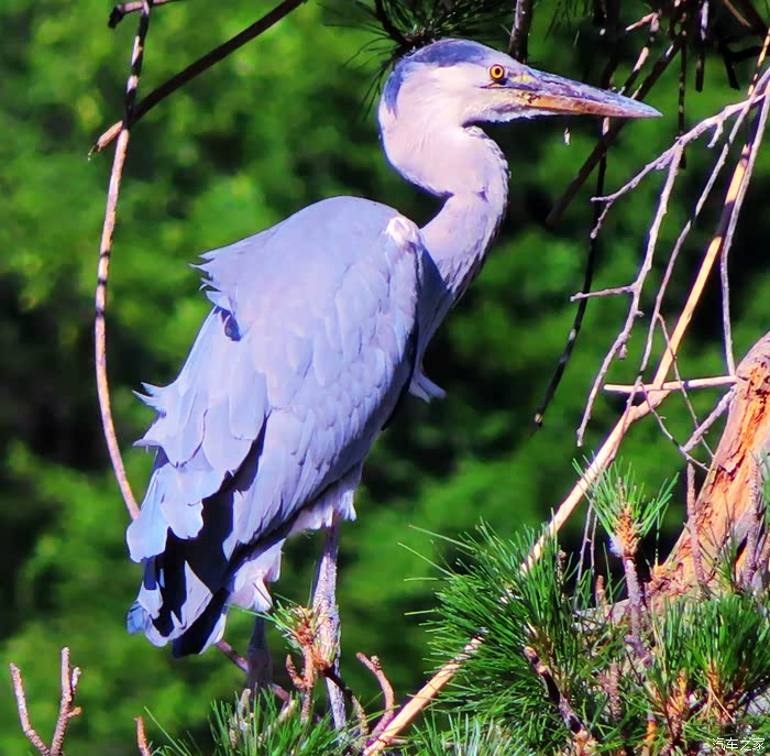 【图】苍鹭峰景区拍苍鹭_河北论坛_汽车之家论坛