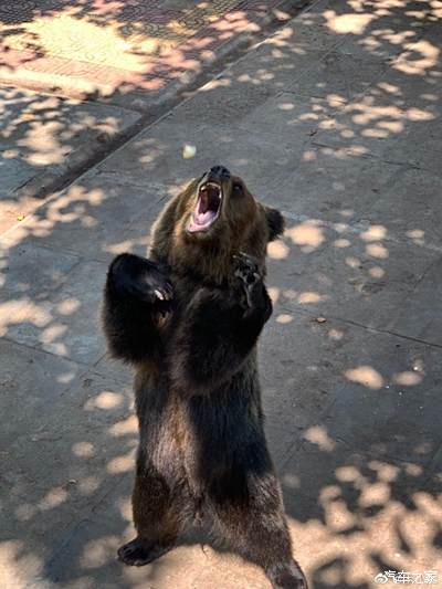 一只熊站立大吼的图片图片