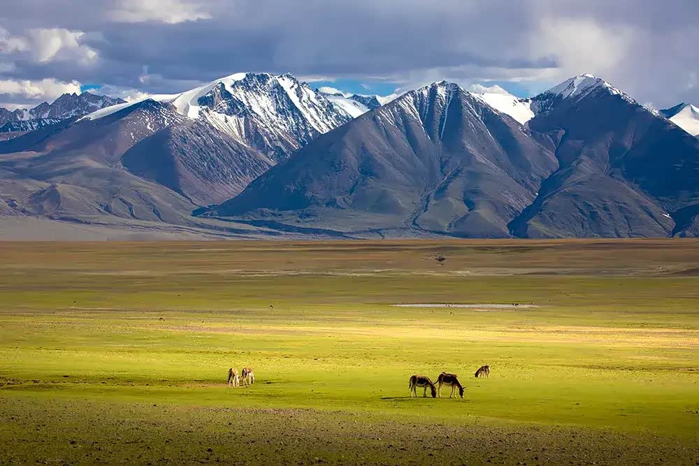 磅礴的皑皑雪山,雪山下牛羊成群,宛如一幅精心绘制的风景画