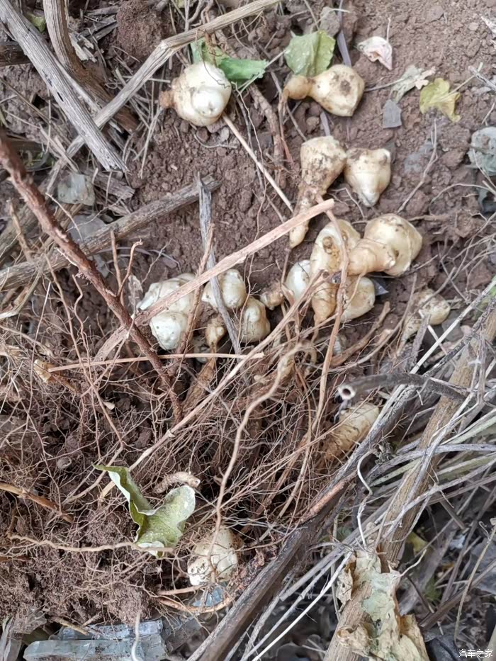 院子里的洋姜,这一冬天的咸菜够了.