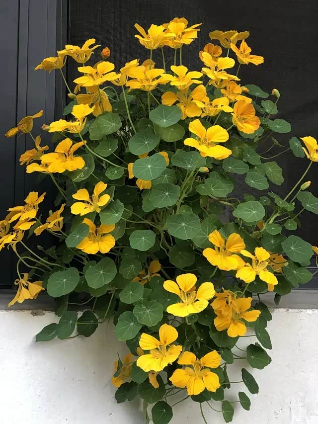 世界名花"旱金莲",优秀的室内盆栽花,家里养一盆,四季有花看