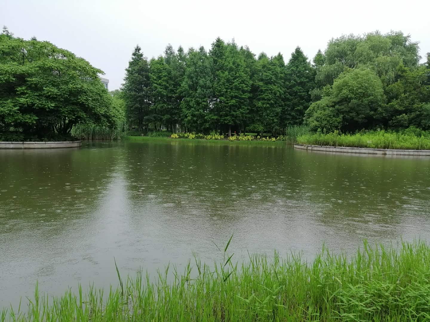 夏季到苏州来看雨,总会带来惊喜.一会毛毛细雨,一会倾盆大雨