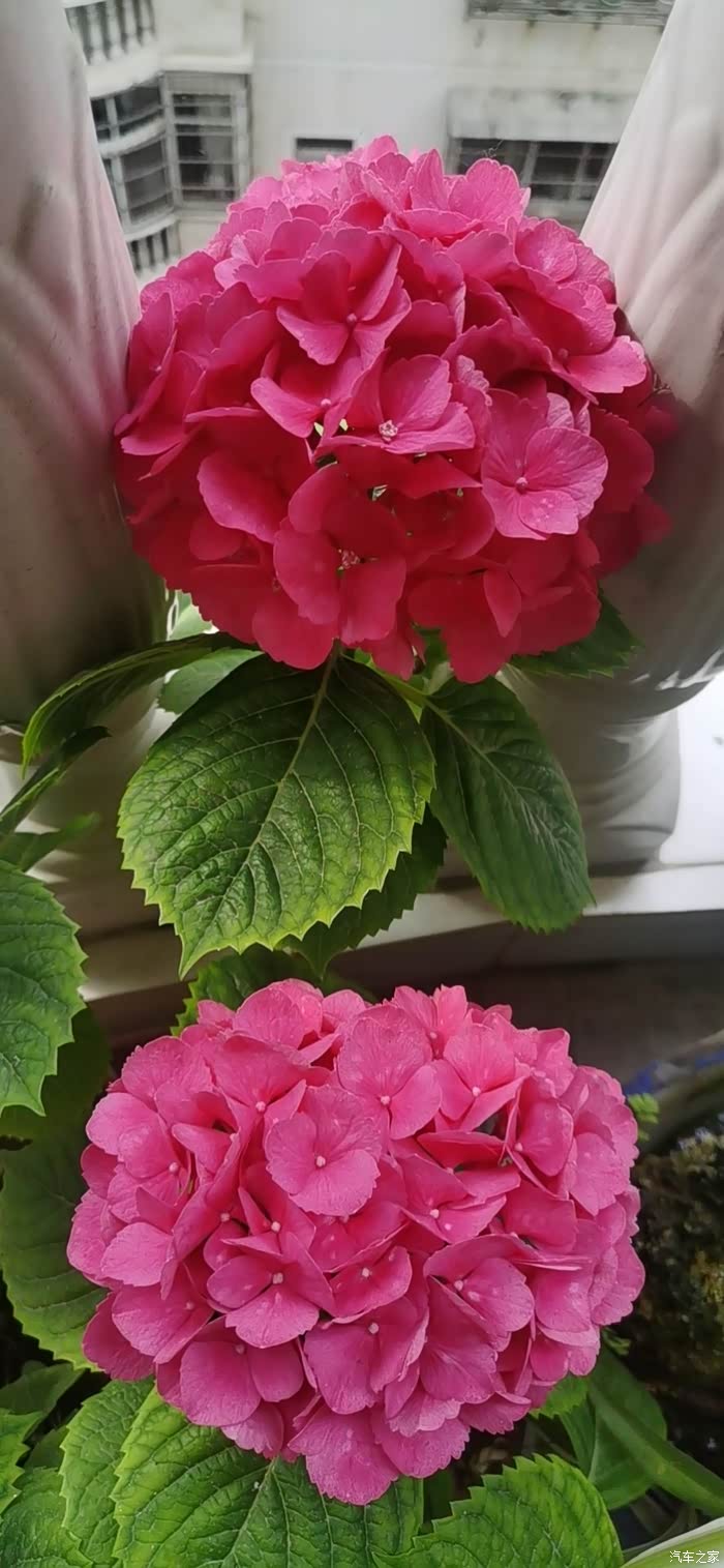 【图】好艳丽的红花花_摄影论坛_汽车之家论坛