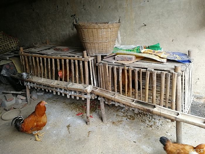 阳台养鸡 自制鸡笼图片