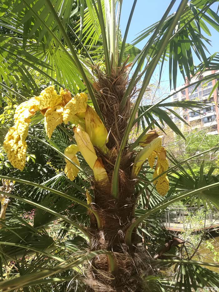 棕榈树开花了