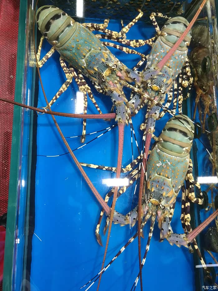 大龙虾  只能看看