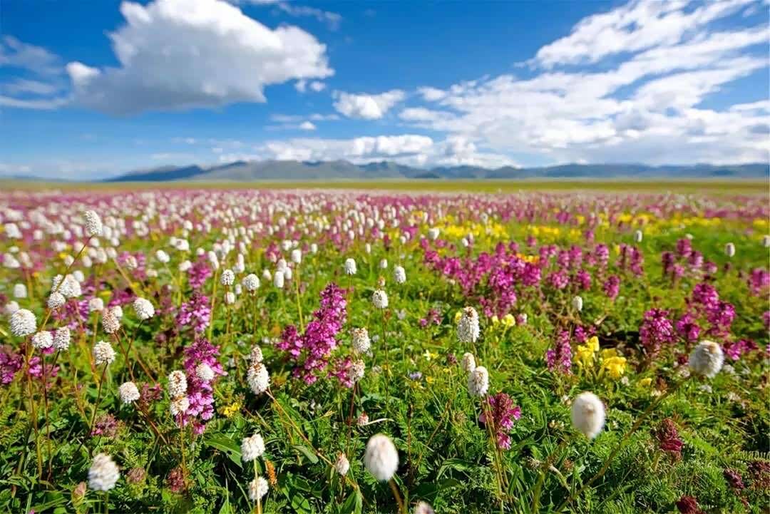 姹紫嫣红,繁花似锦;与牧民,牛羊相伴与潺潺溪水共生毛垭大草原