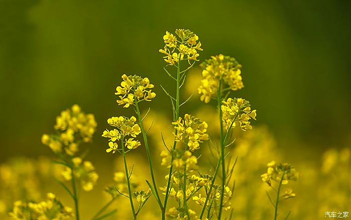 虞舜公园油菜花图片