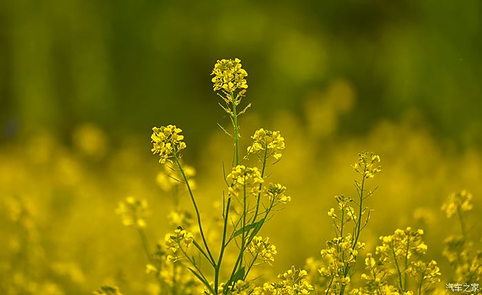 虞舜公园油菜花图片