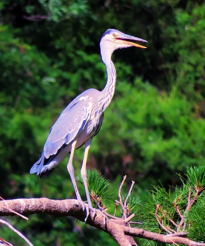 【图】苍鹭峰景区拍苍鹭_河北论坛_汽车之家论坛