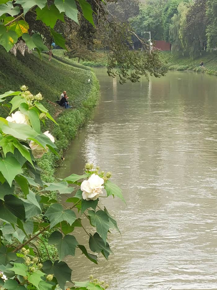 芙蓉树下河边柳,钓一片心,去万点愁,闹市静处觅清幽.