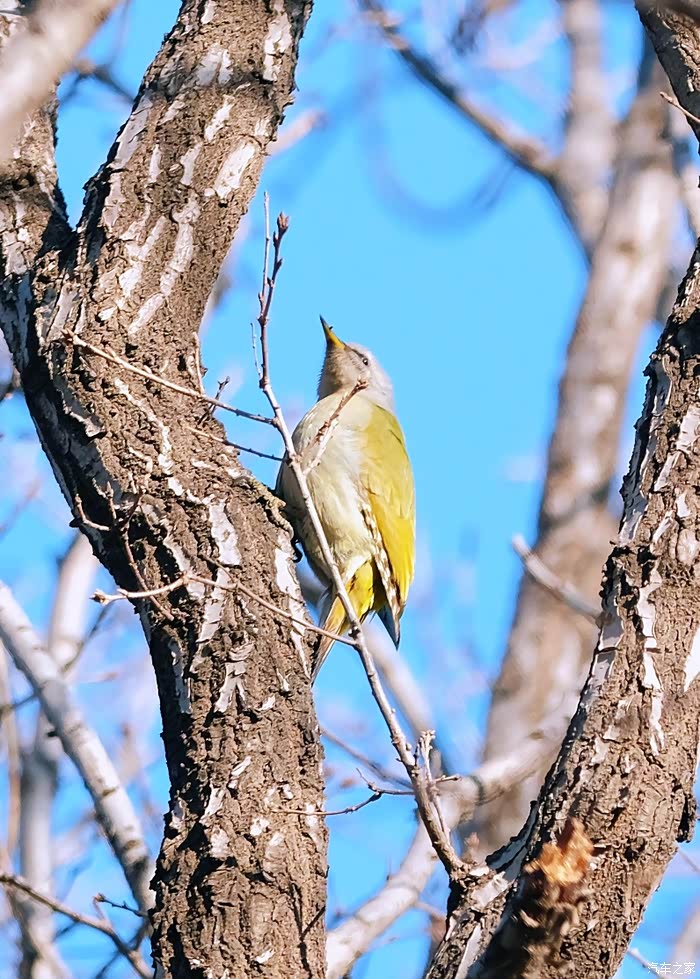 【图】拍摄鸟系列绿啄木鸟_江西论坛_汽车之家论坛