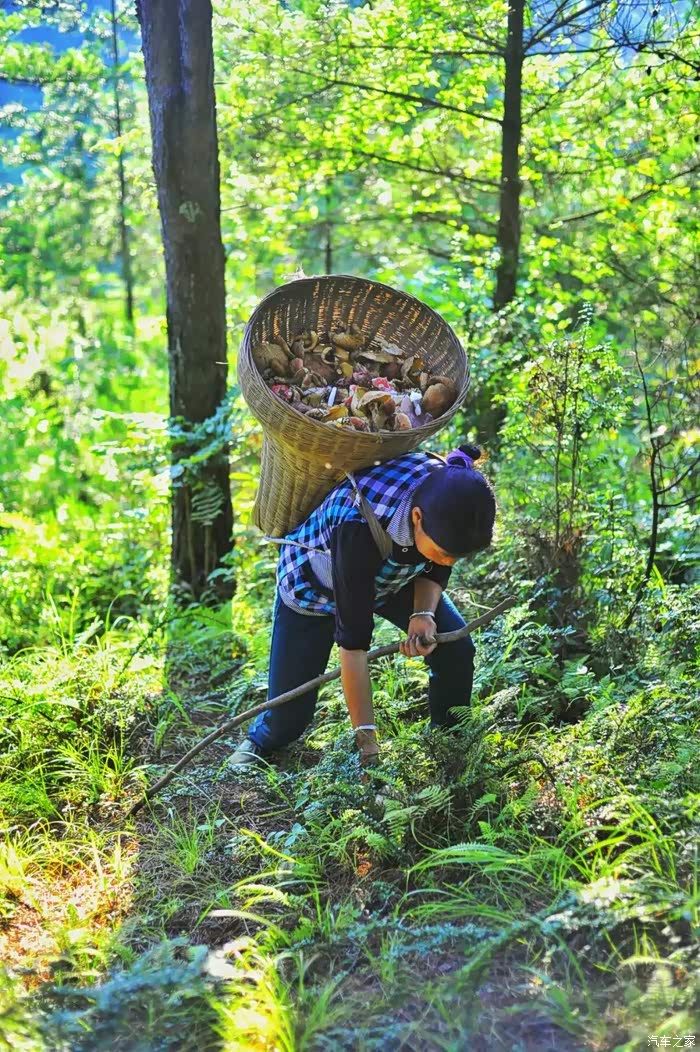敢发就敢送#家乡的味道--上山采蘑菇.