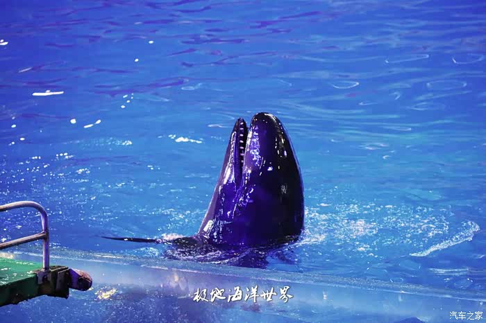 【旅行不等于诗和远方】青岛极地海洋世界,动物表演分外精彩!