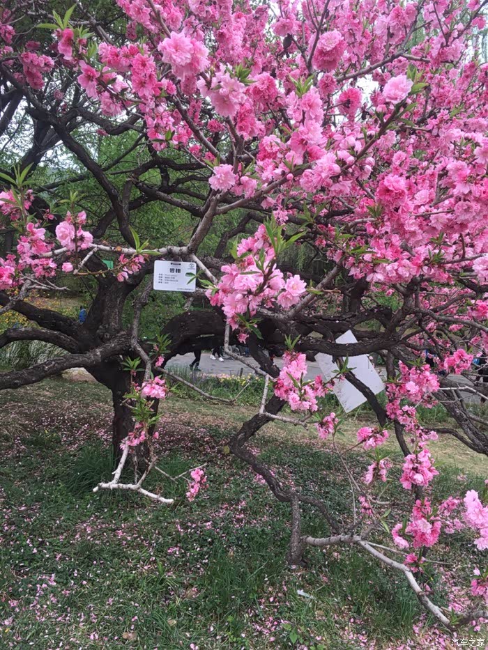 『wey你而来』北京一日游,逛逛北京植物园.