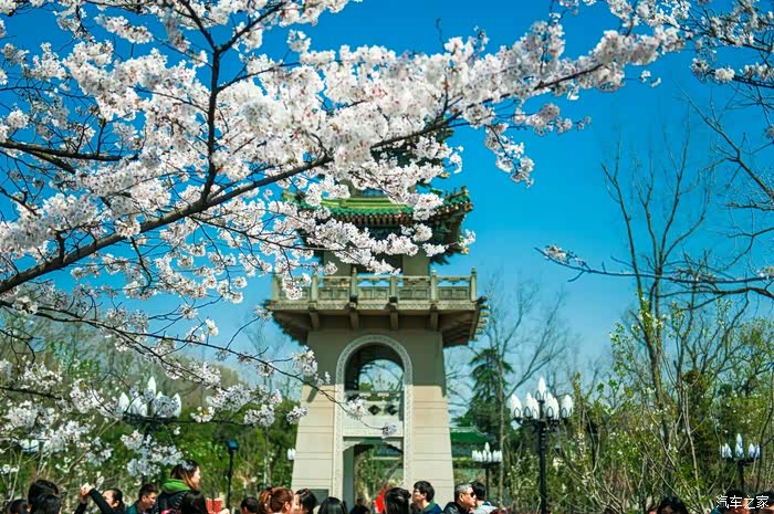 古鸡鸣寺赏樱花