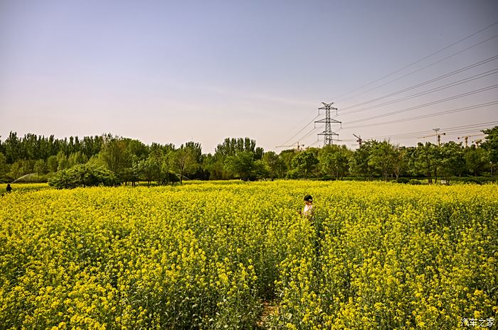 虞舜公园油菜花图片