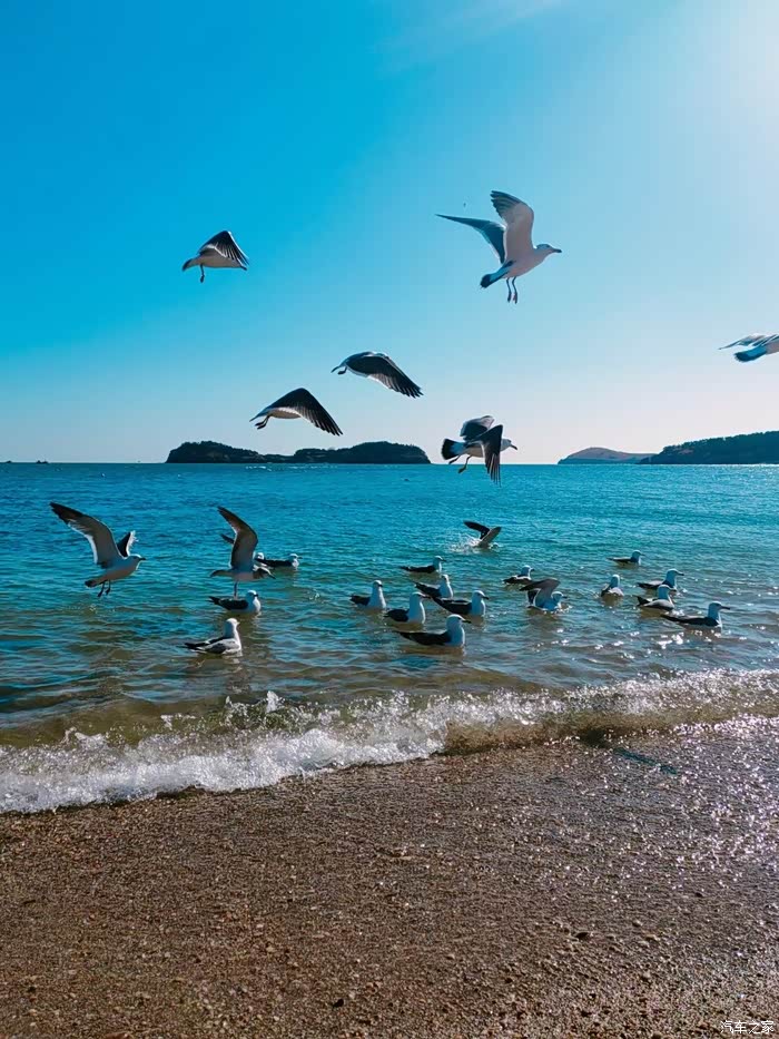 海边看海鸥翩翩起舞