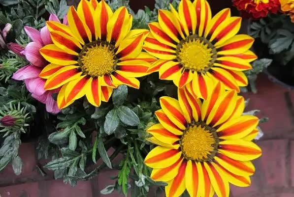 非洲小雏菊开的真不错,花色挺特别.