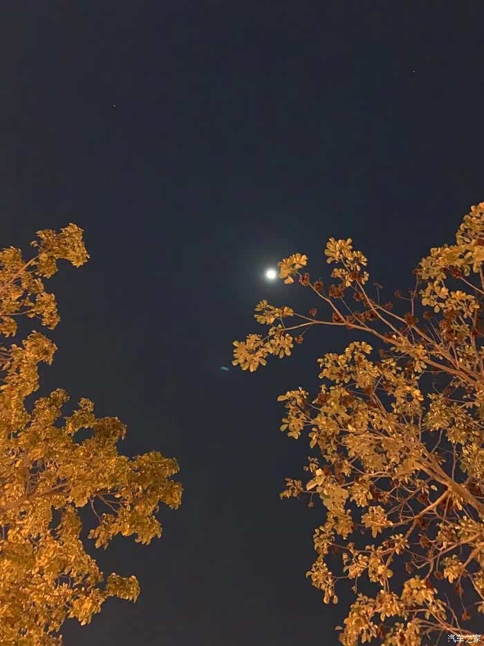 到了晚上路边的树在月光和灯光相互照耀下多么的漂亮啊,金黄金黄发光
