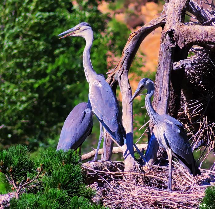 【图】苍鹭峰景区拍苍鹭_河北论坛_汽车之家论坛