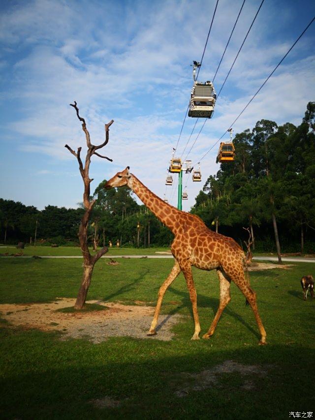 週末長隆野生動物世界自駕遊走起