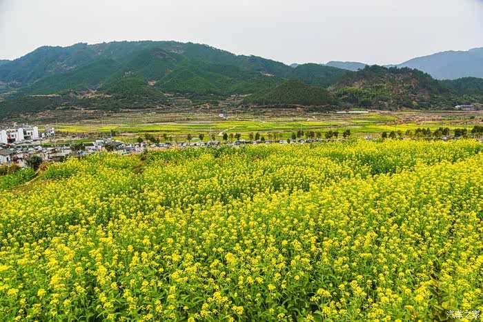 【图】【积分大放送】婺源平原油菜花开正盛_安徽论坛_汽车之家论坛