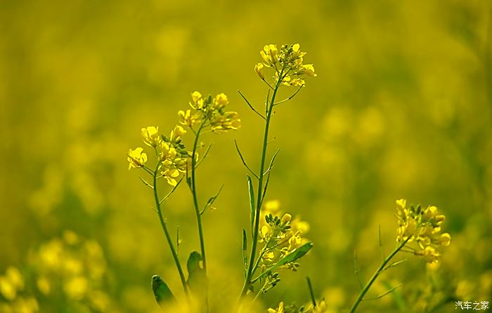 虞舜公园油菜花图片