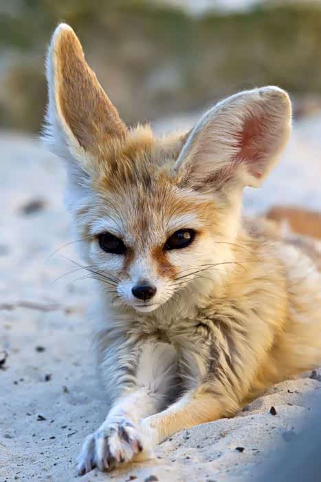 可爱的耳廓狐小巧玲珑