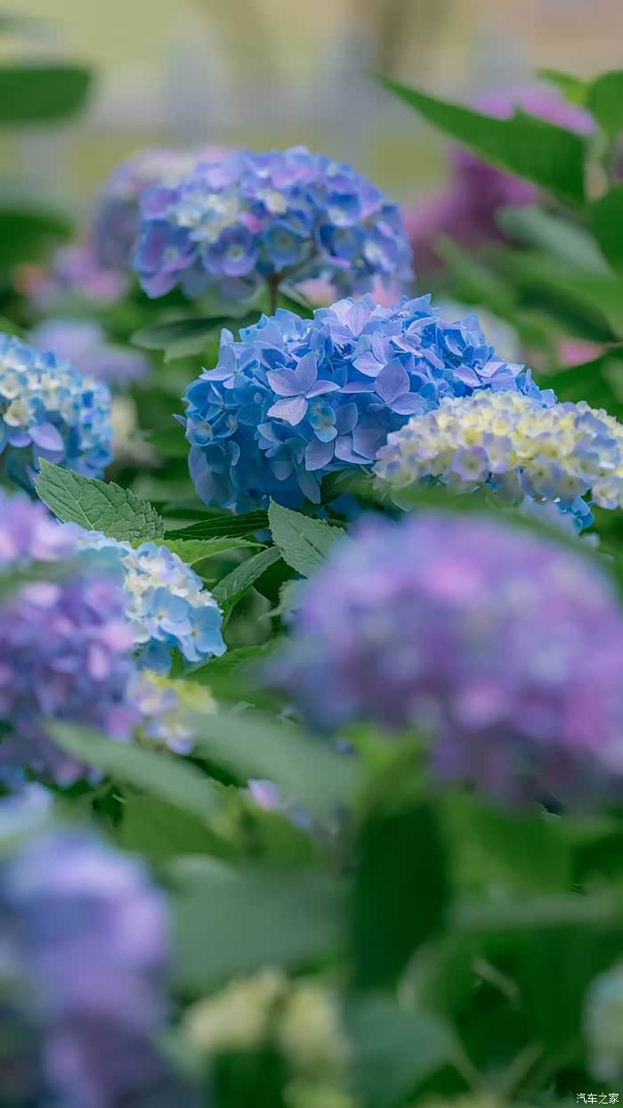 北京也有色彩斑斓的绣球花,非常漂亮好看