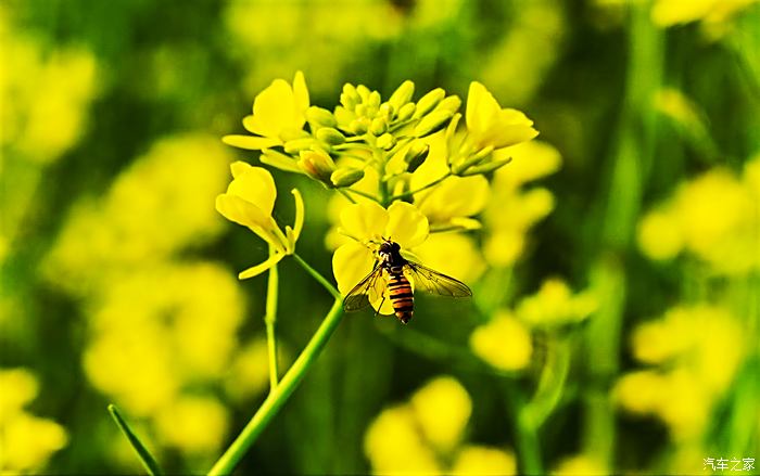 虞舜公园油菜花图片