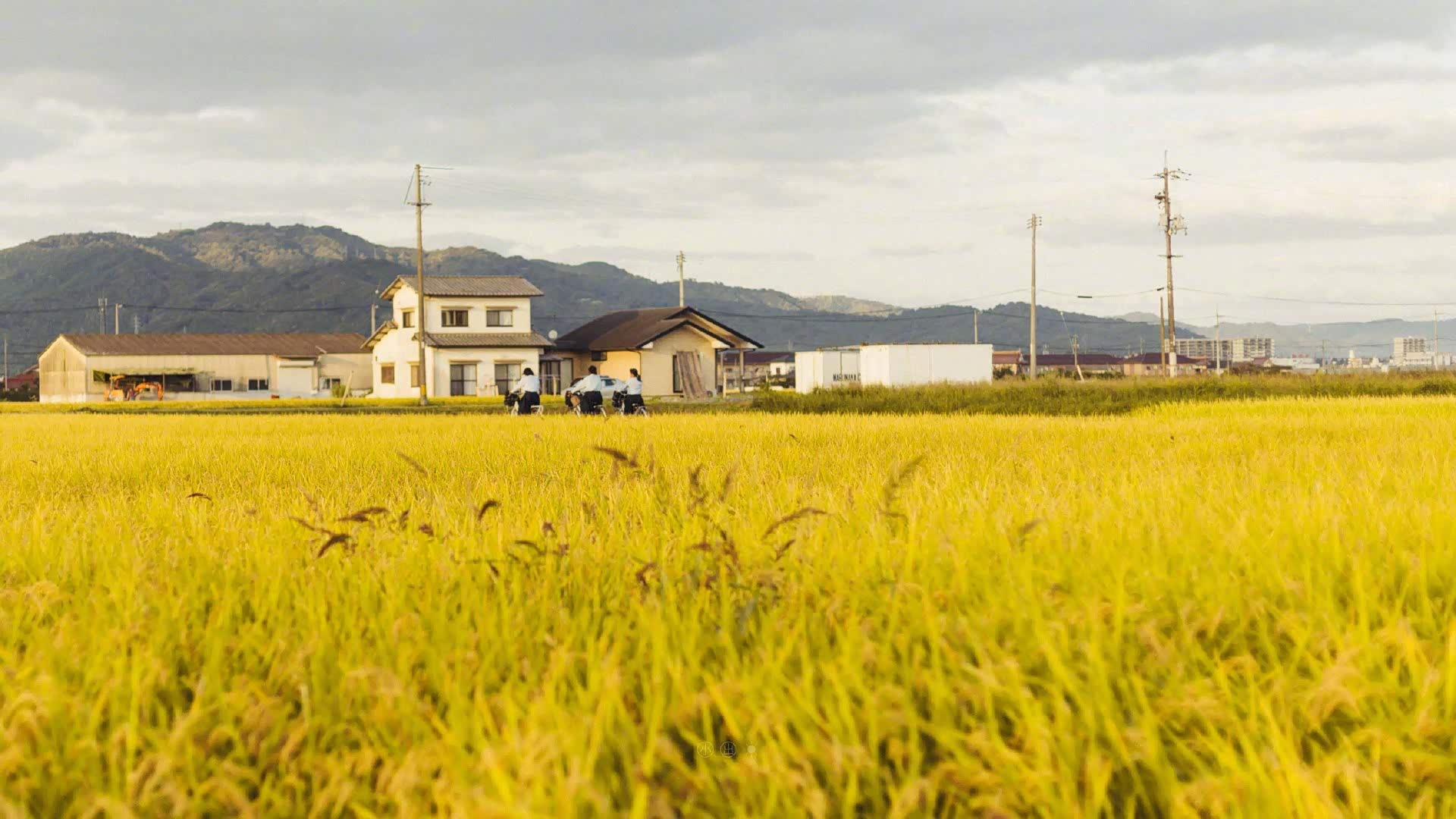 那饱满的稻穗幸福了这个季节